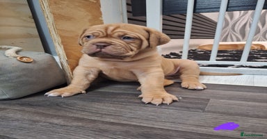 Dogue De Bordeaux dogs READY TO VIEW!! Stunning Dogue De Bordeaux Puppies - Advert 16