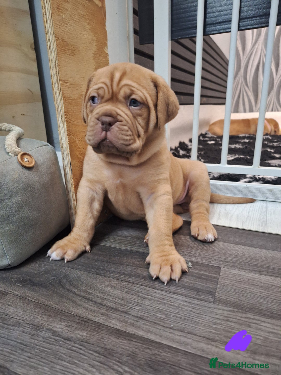 Dogue De Bordeaux dogs for sale: READY TO LEAVE! Stunning Dogue De Bordeaux Puppies - Advert 8