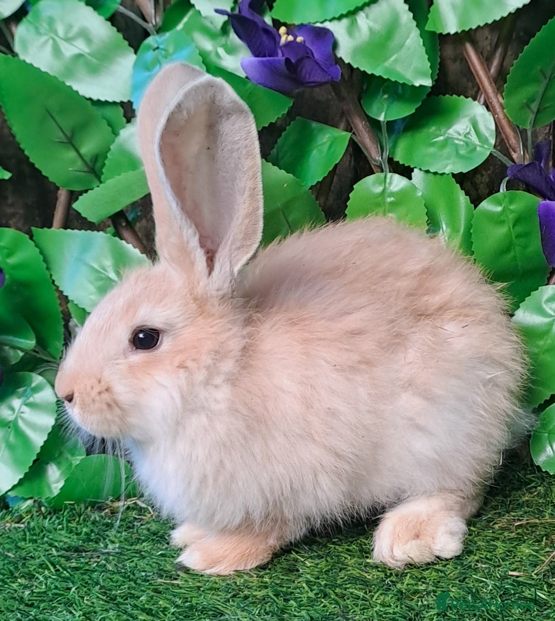 Giant Papillon rabbits for sale: Pure Giant Papillon Kits - Vaccinated - RESERVE - Image 9