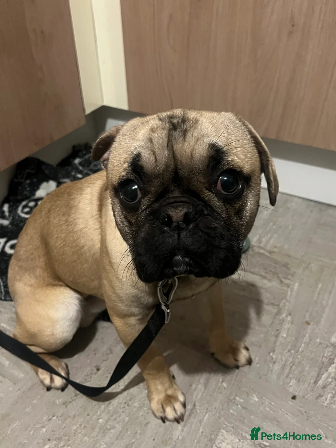 Frug dogs for sale: Dexter  - Advert 3