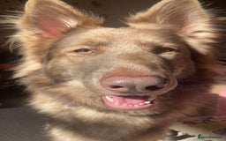 German Shepherd dogs for sale: Stunning blue and sable GSD puppies - Image 16