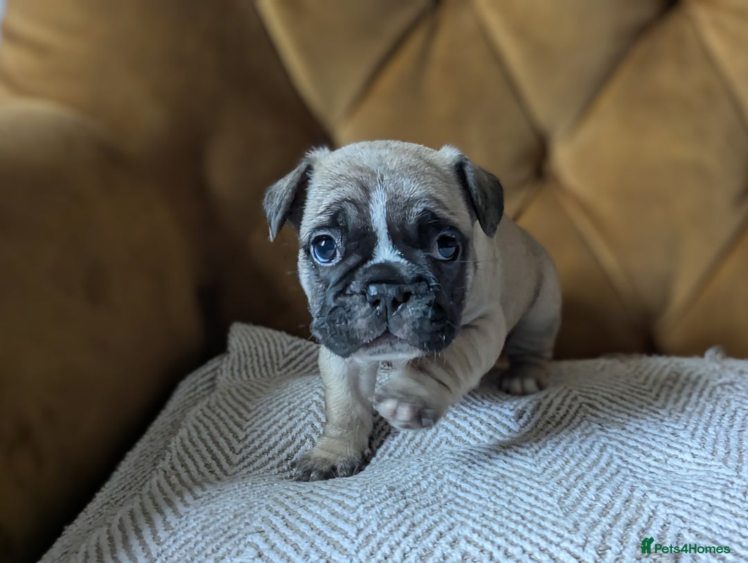French Bulldog dogs for sale: REDUCED Adorable French Bulldog Puppies  - Image 21