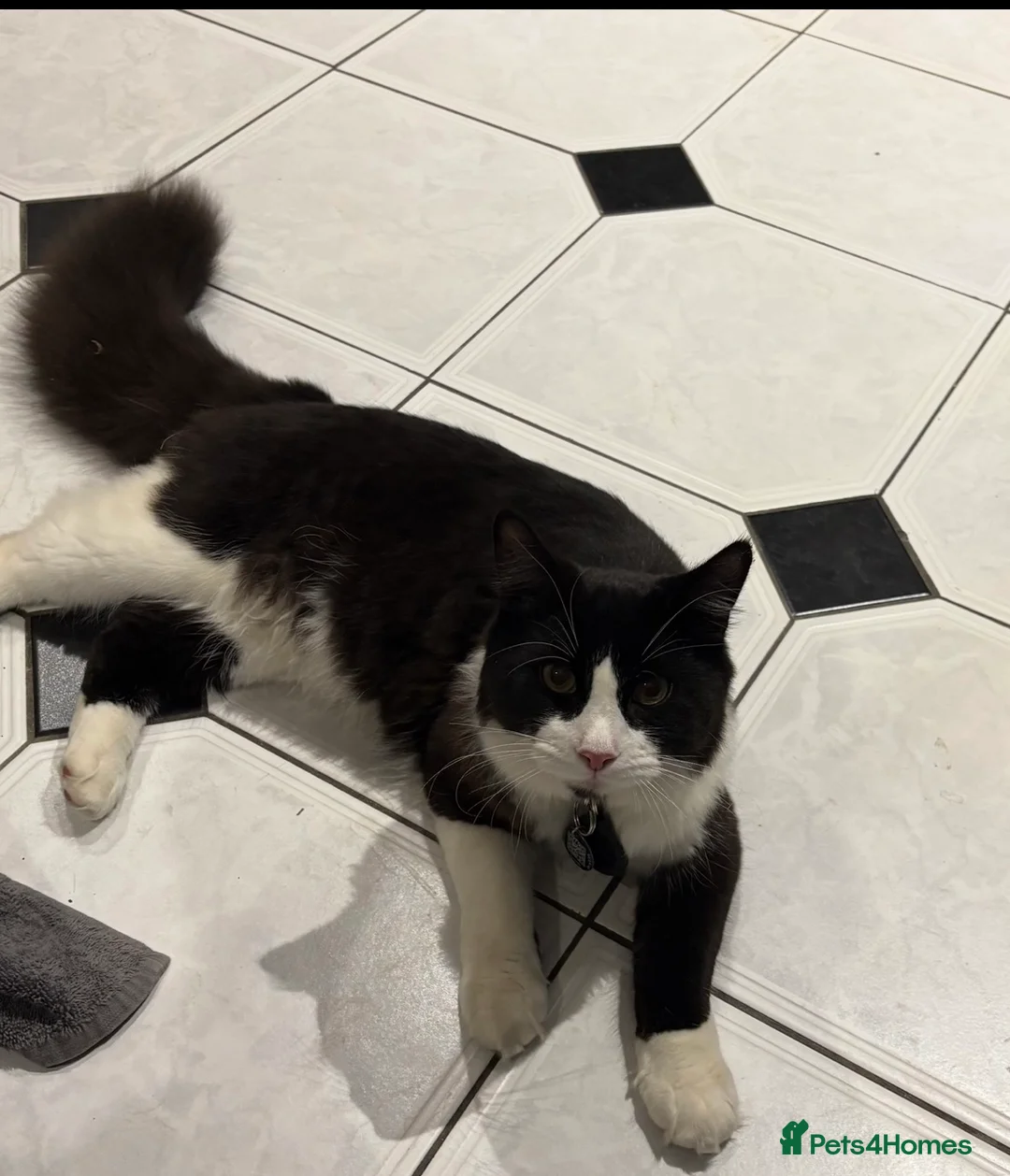 Mixed Breed cats for sale: 8 month old kittens - Advert 2