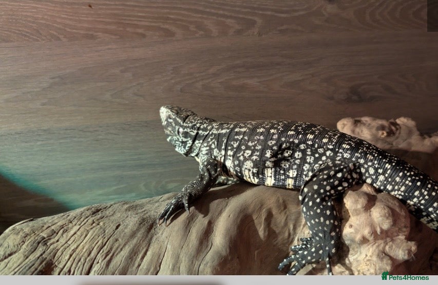 Lizard reptiles Argentine Tegu for sale - Advert 1