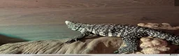 Lizard reptiles for sale: Argentine Tegu for sale in Hull - Advert 1