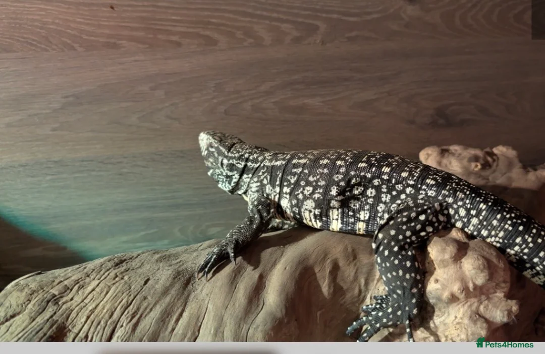Lizard reptiles for sale: Argentine Tegu for sale in Hull - Advert 1