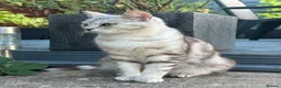 American Shorthair cats for sale: Lovely and gorgeous kittens!❤️🥰 - Advert 1