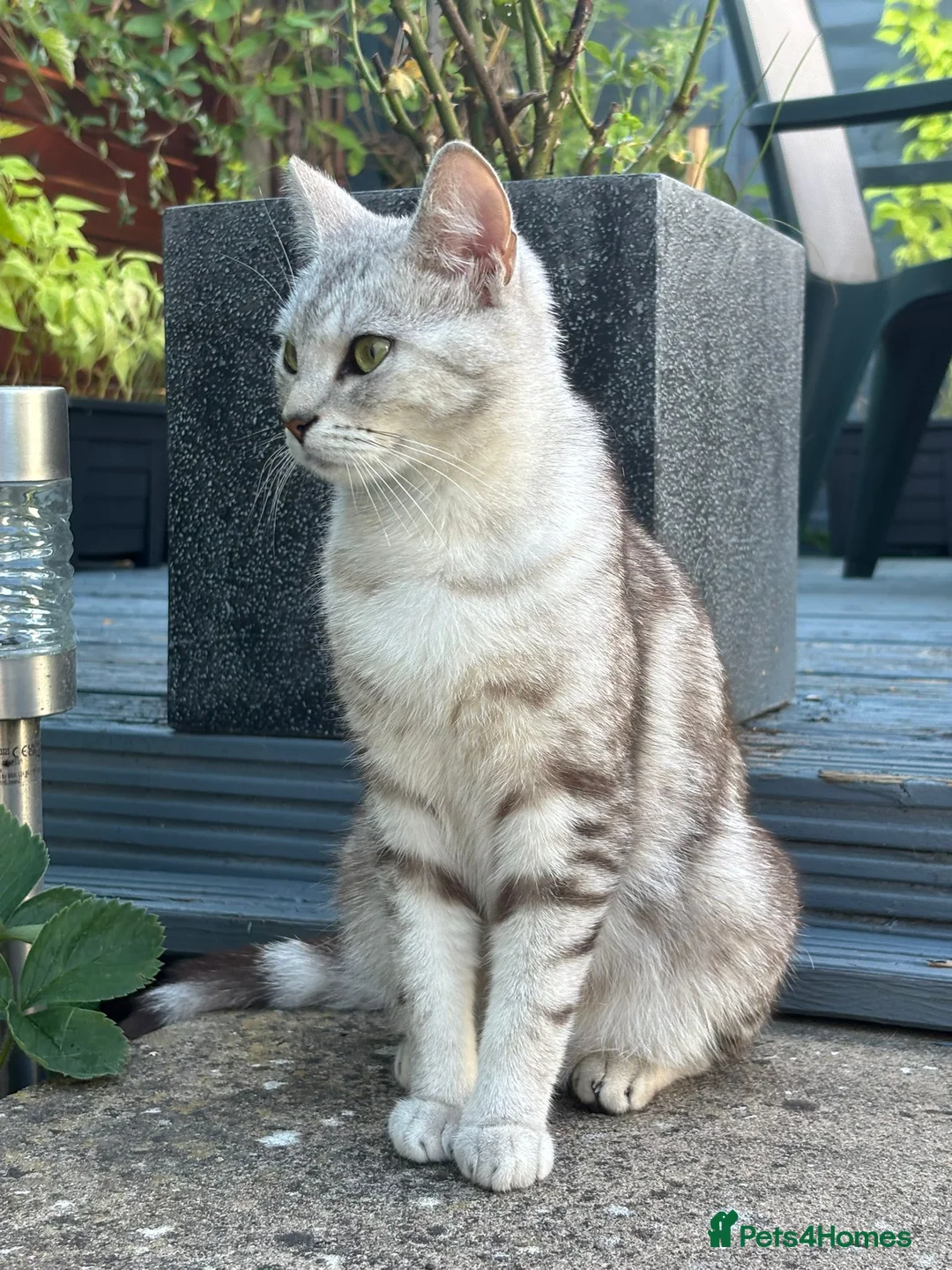 American Shorthair cats for sale: Lovely and gorgeous kittens!❤️🥰 - Advert 1