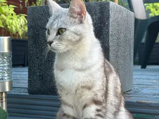 American Shorthair cats Lovely and gorgeous kittens!❤️🥰 - Advert 13