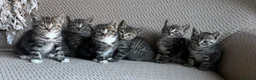 Mixed Breed cats for sale: Six Beautiful Tabby Kittens  - Advert 12