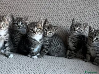 Mixed Breed cats Six Beautiful Tabby Kittens - Advert 6