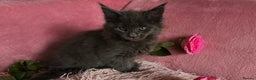 Maine Coon cats for sale: 3 Maine Coon Kittens  - Advert 2