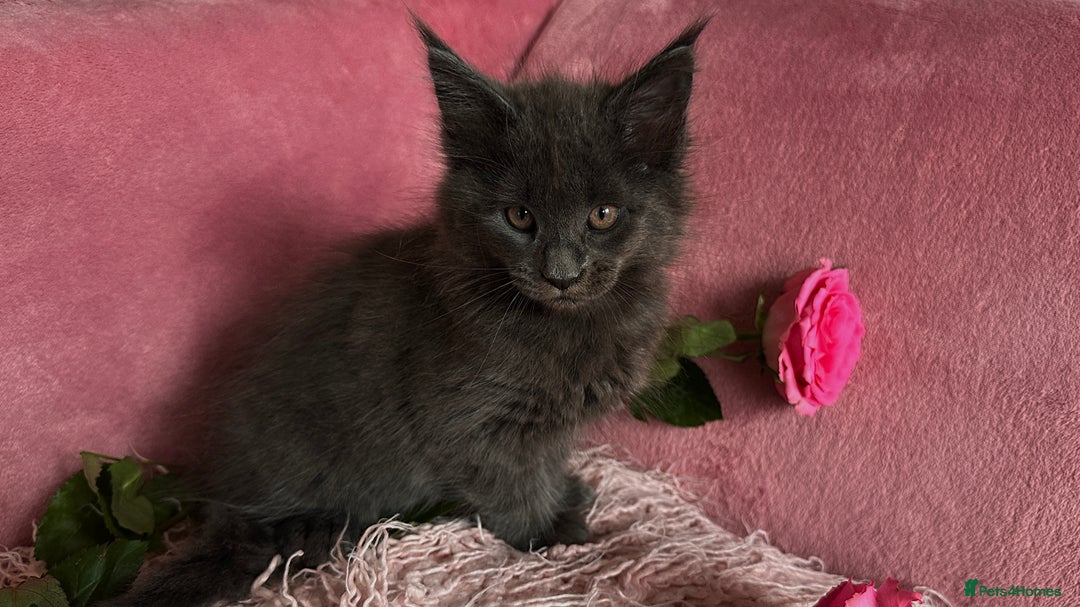 Maine Coon cats for sale: 3 Pedigree Maine Coon Kittens  - Image 2