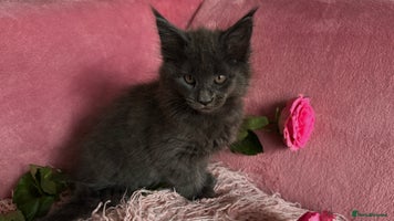 Maine Coon cats - Advert 12