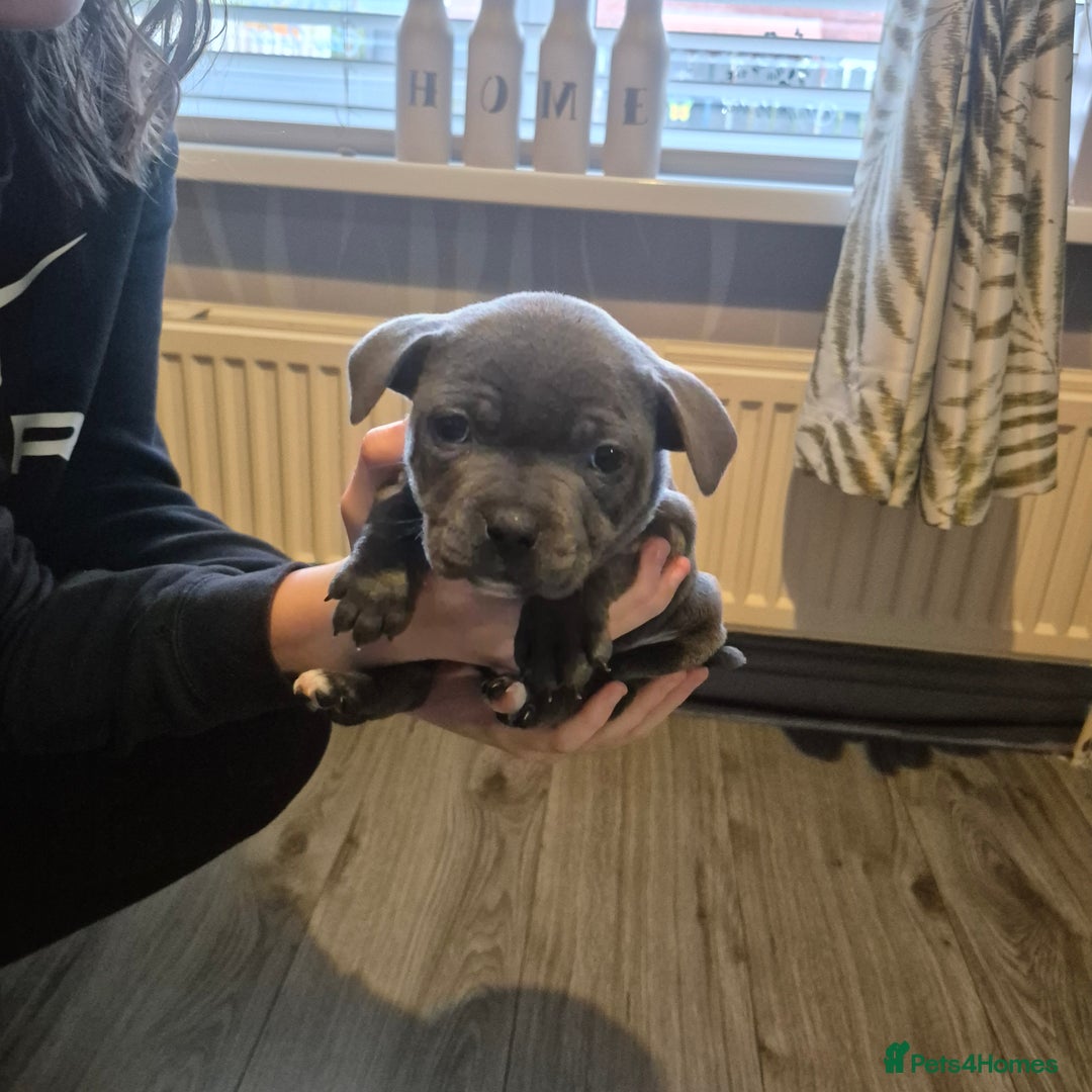 Staffordshire Bull Terrier dogs for sale: Staffordshire bull terrier pups - Advert 6