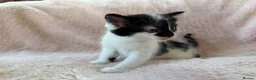 Mixed Breed cats for sale: Beautiful Kittens For Sale  - Advert 9
