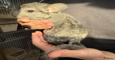 Chinchilla rodents - Advert 16