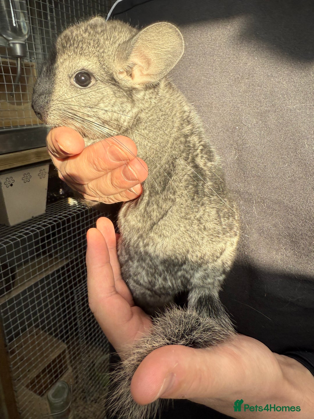 Chinchilla rodents for sale: Chinchilla Kits - Male & Female - Image 2