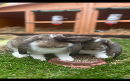 French Lop rabbits for sale: Pure Bred French Lop sisters 🌸 - Advert 4