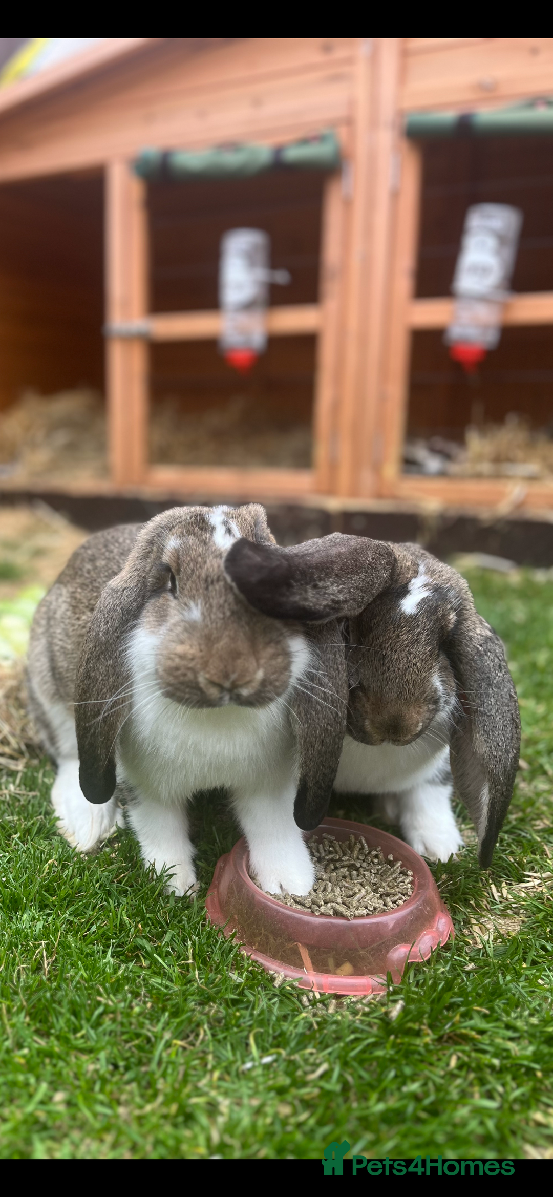 French Lop rabbits for sale: Pure Bred French Lop sisters 🌸 - Advert 4