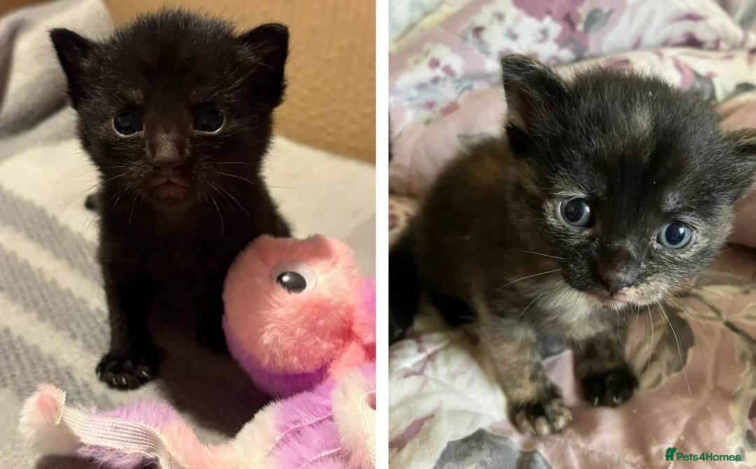 Mixed Breed cats for sale: Last Two Small Babies - Advert 1