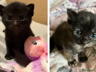 Mixed Breed cats Last Two Teacup Babies - Advert 10