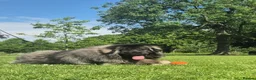Caucasian Shepherd Dog dogs for sale: Caucasian shepherd Junior Champion  - Advert 8