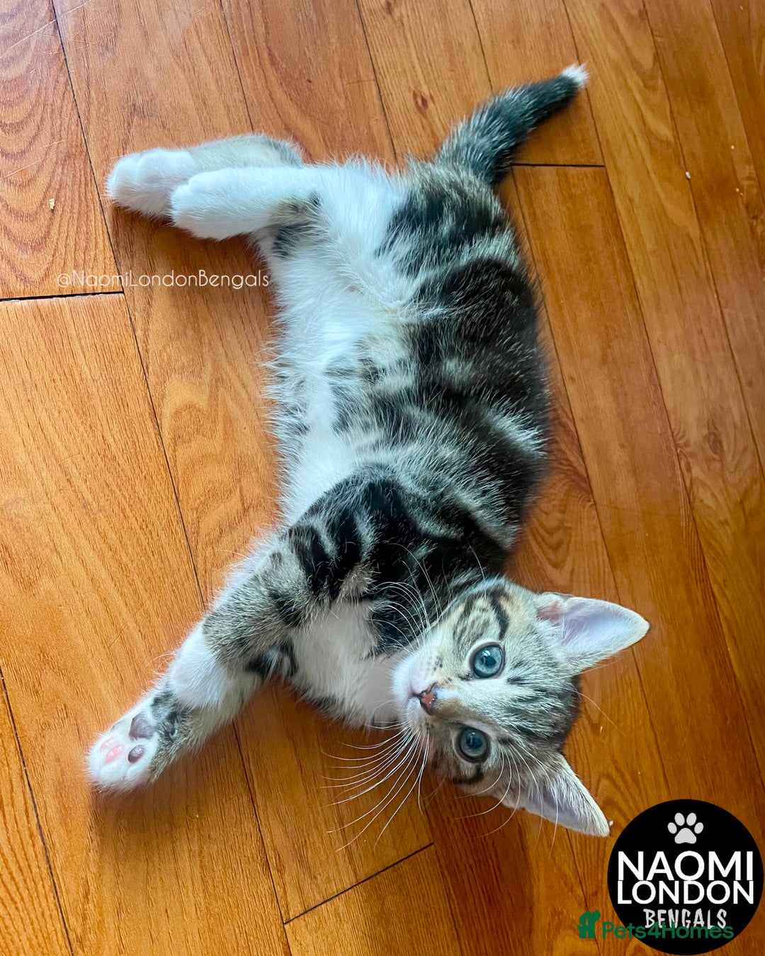 Mixed Breed cats for sale: ⭐️ BENGAL KITTEN FOR SALE! ⭐️ 🩷❤️🧡💛💚🩵💙💜 - Image 6