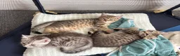 Mixed Breed cats for sale: British Shorthair Cross Kittens – GCCF Mum - Advert 3
