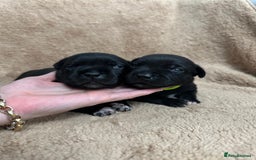Staffordshire Bull Terrier dogs for sale: KC Staffordshire Bull Terrier Puppies 🖤 - Image 13