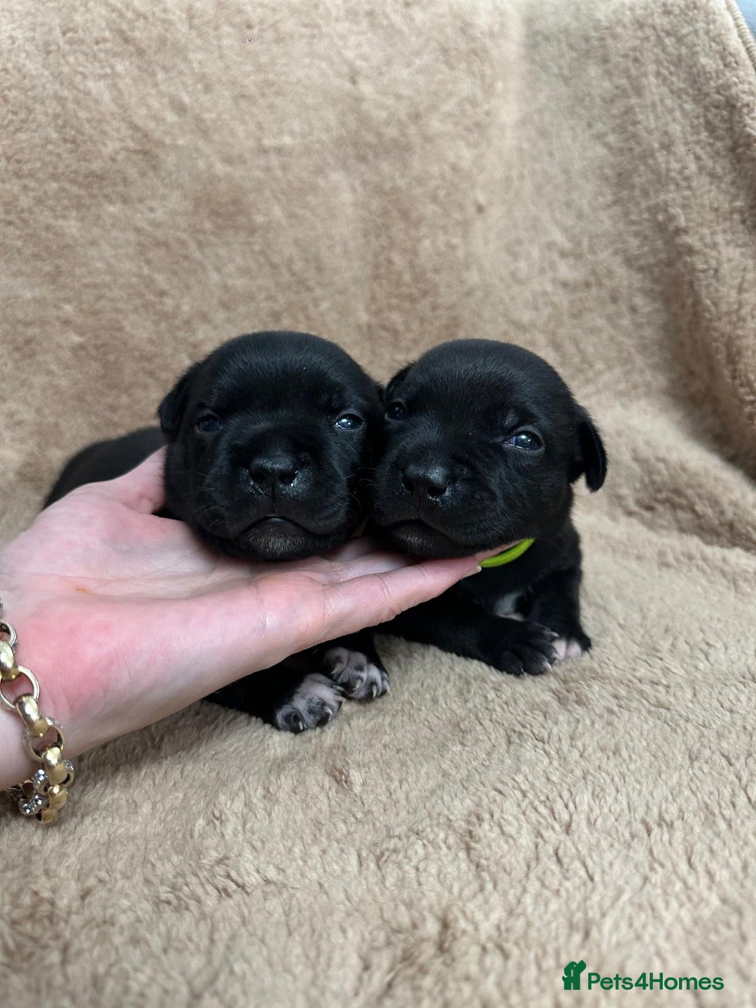 Staffordshire Bull Terrier dogs for sale: KC Staffordshire Bull Terrier Puppies 🖤 - Image 13