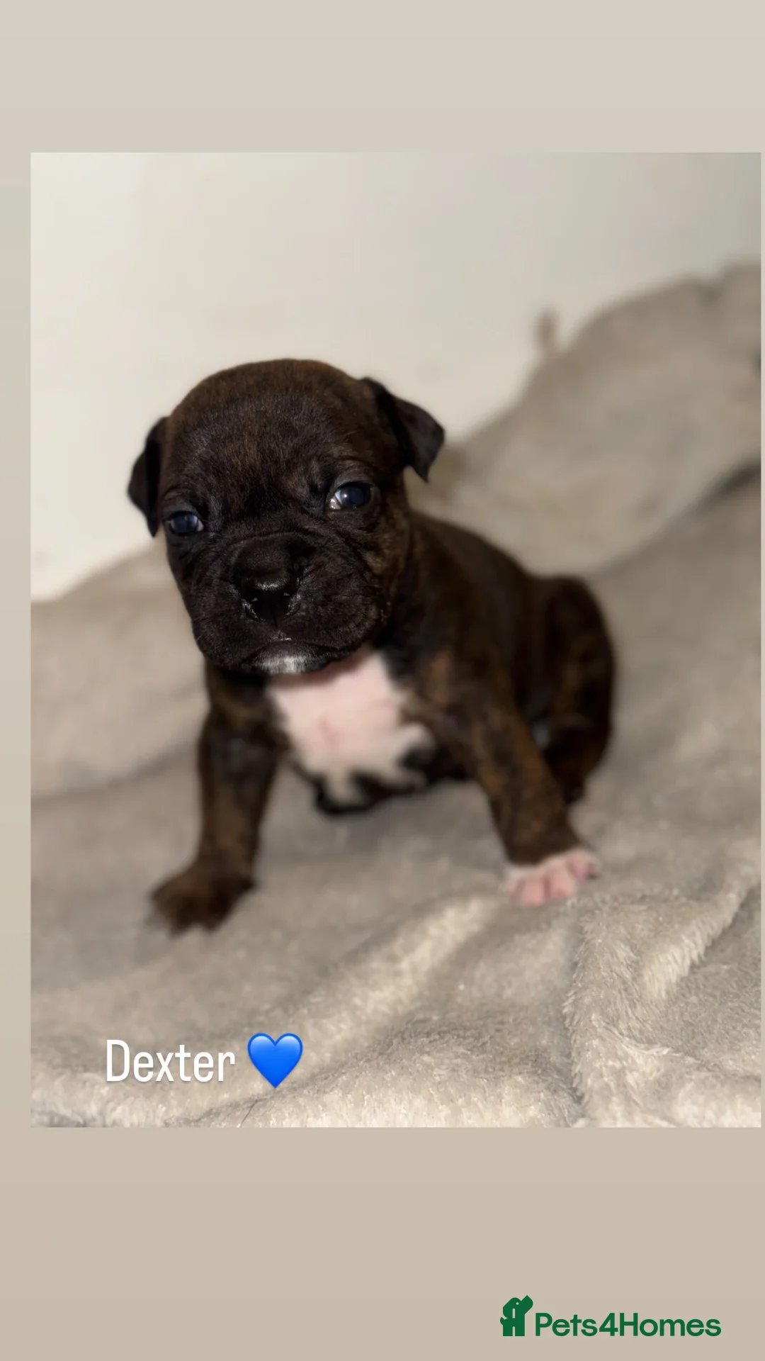Mixed Breed dogs for sale: 4 gorgeous puppies 3 boys 1 girls  in Plymouth - Advert 2