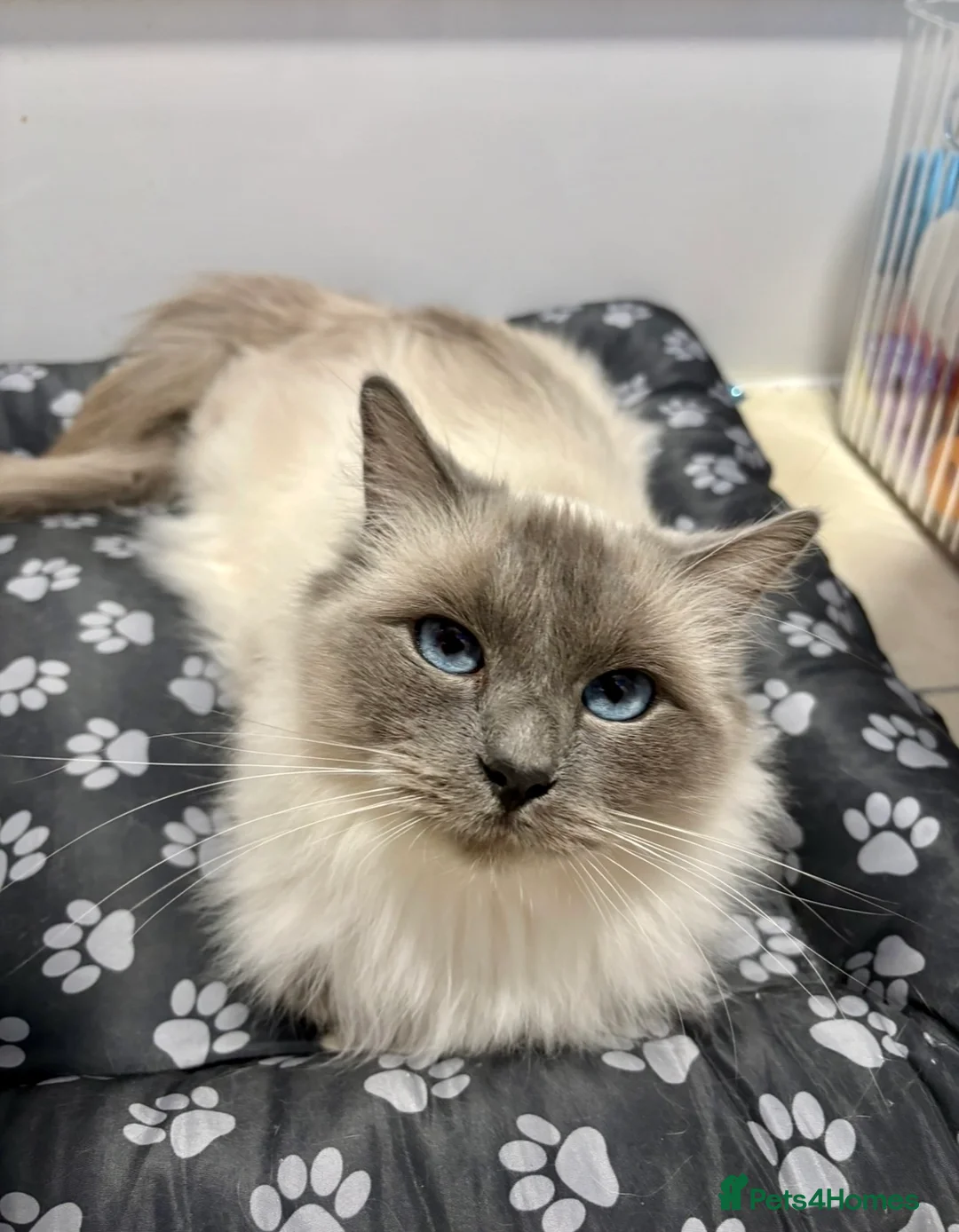 Ragdoll cats for sale: 🌸Stunning dual reg queen🌸 - Advert 3