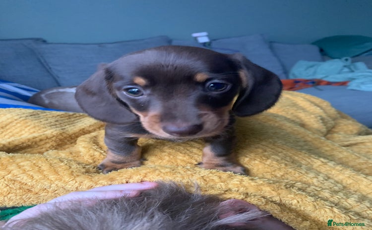 Miniature Dachshund dogs Miniature Dachshund Girls - Advert 7