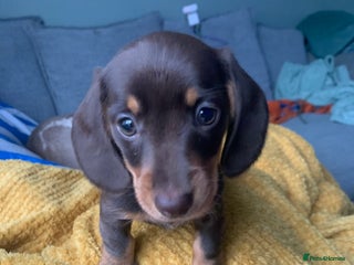 Miniature Dachshund dogs Miniature Dachshund Girls - Advert 5