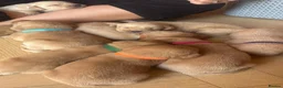 Labrador Retriever dogs for sale: Beautiful Red kc Labrador Puppies - Advert 2