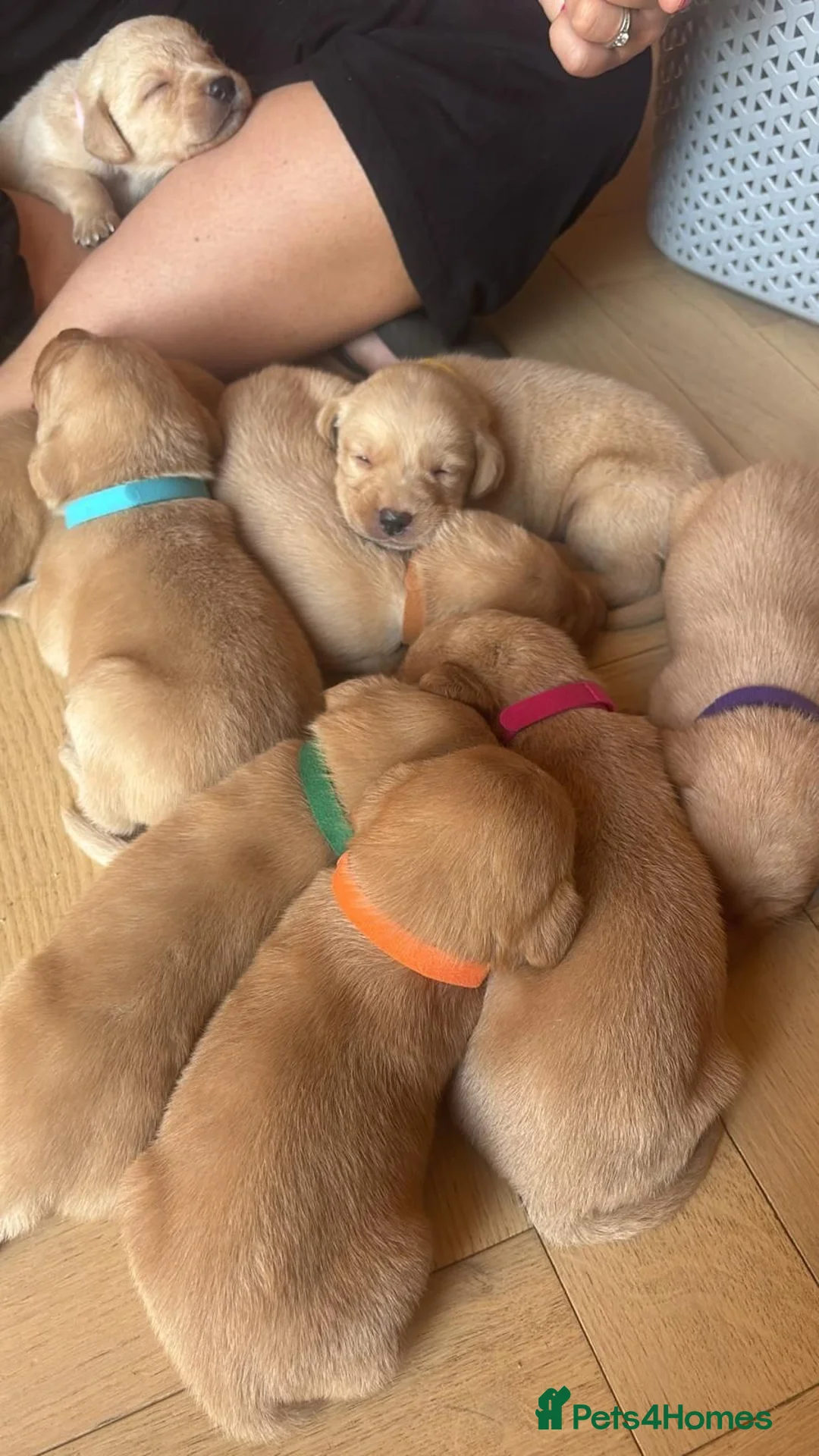 Labrador Retriever dogs for sale: Beautiful Red kc Labrador Puppies - Advert 2