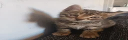 Bengal cats for sale: Bengal kittens looking for new family  - Advert 12