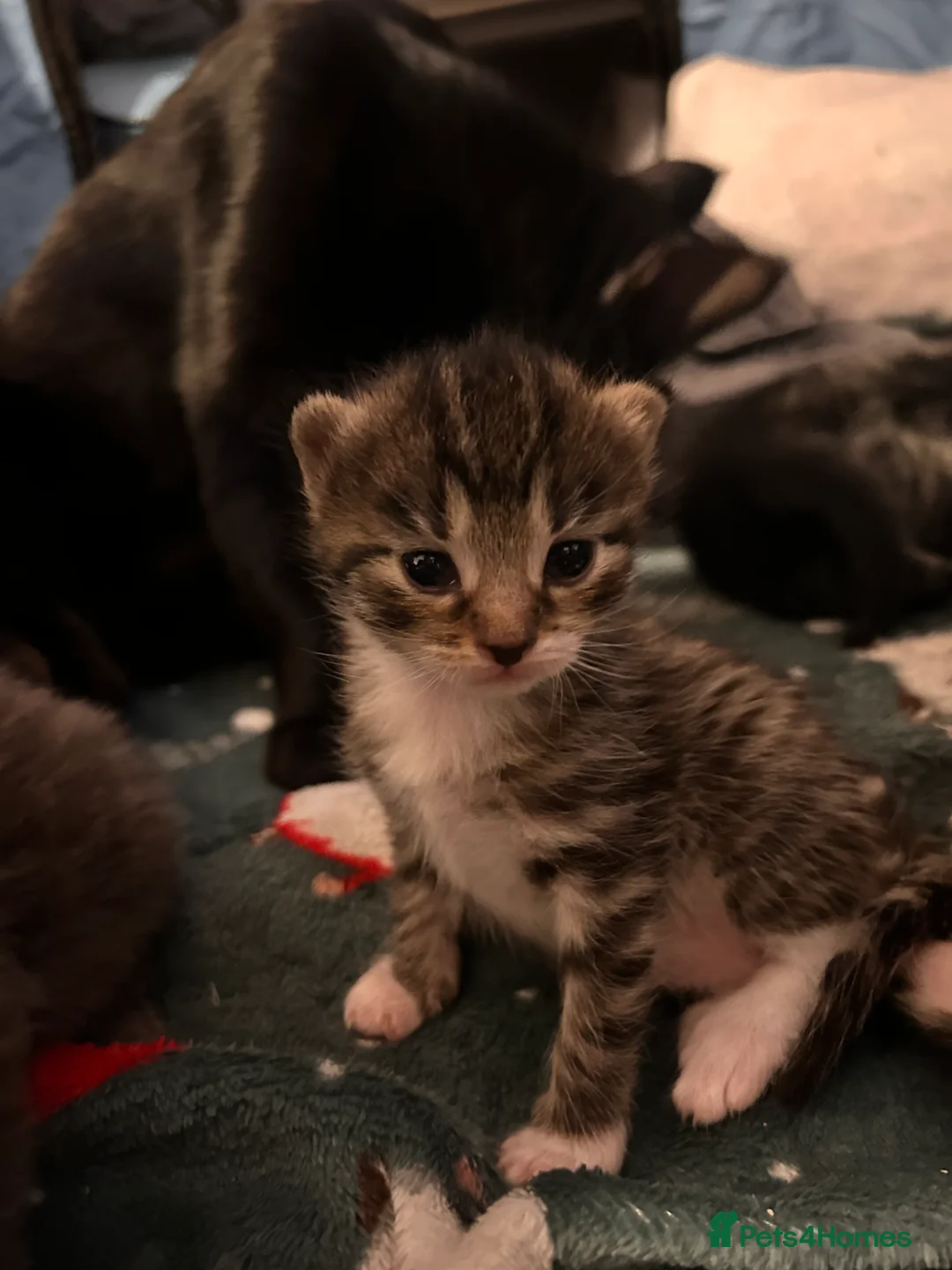 Mixed Breed cats for sale: Black Calico Tabby X American Wirehair Tabby - Advert 5