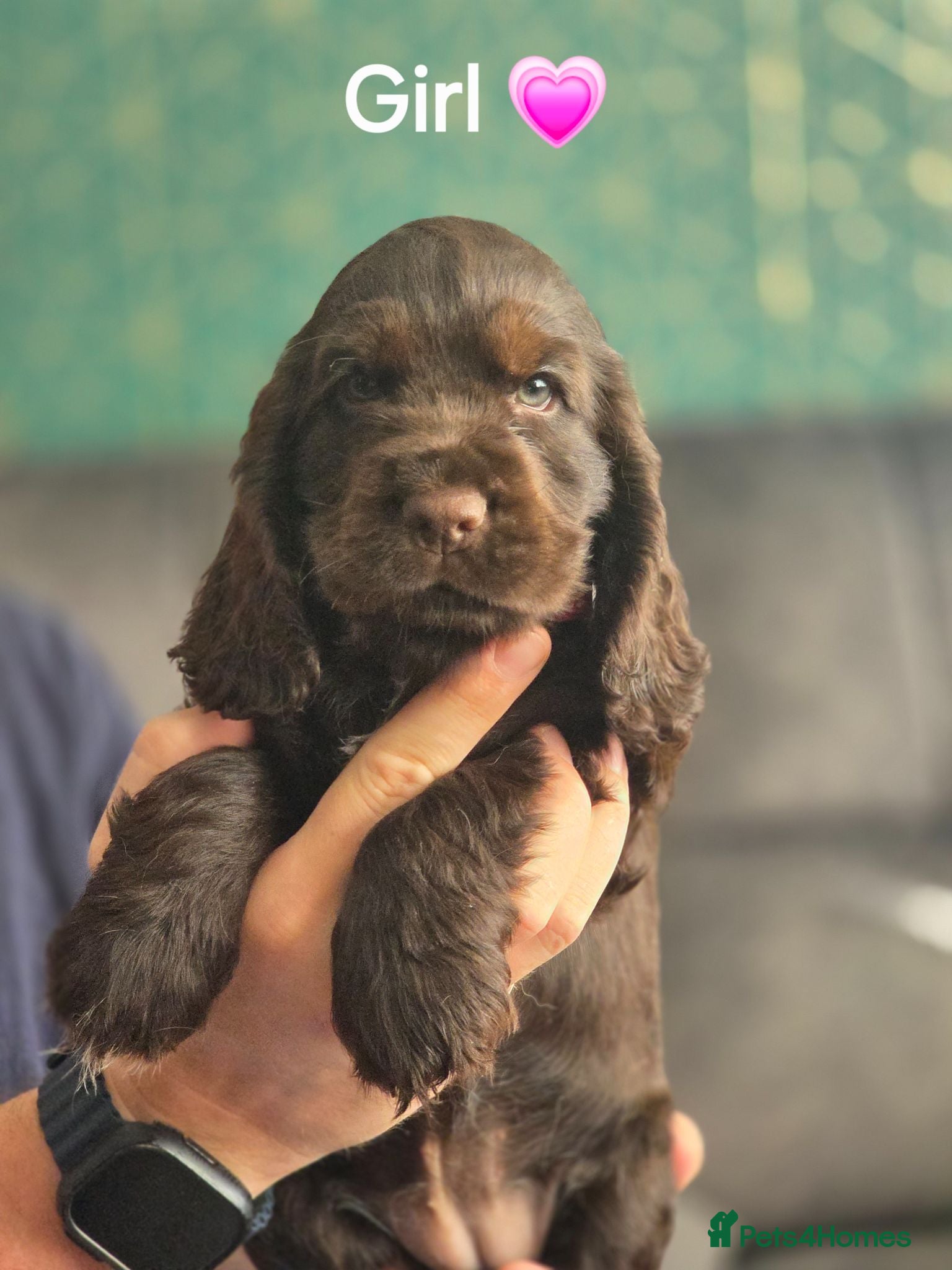 Cocker Spaniel dogs KC Show Cocker Spaniel  - Advert 2