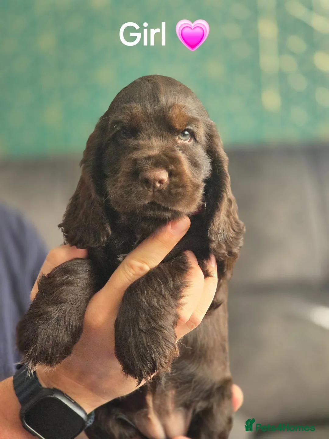 Cocker Spaniel dogs for sale: KC Show Cocker Spaniel  - Advert 2