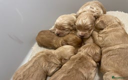 Cockapoo dogs for sale: Pra clear f1 cockpoo - Image 1