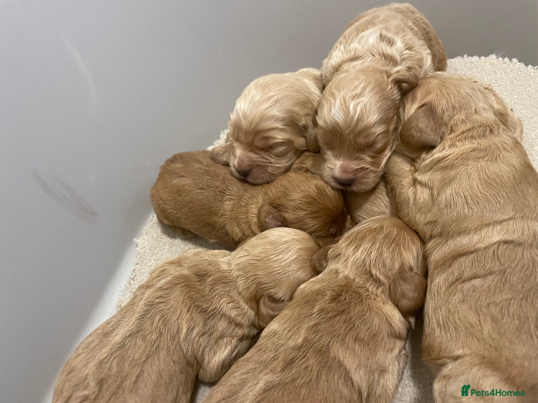 Cockapoo dogs for sale: Pra clear f1 cockpoo - Image 1