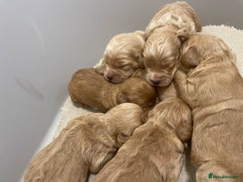 Cockapoo dogs - Advert 9