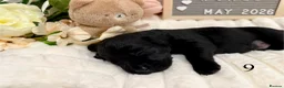 Labrador Retriever dogs for sale: Gorgeous Black Labrador Puppies  in Banstead - Advert 20