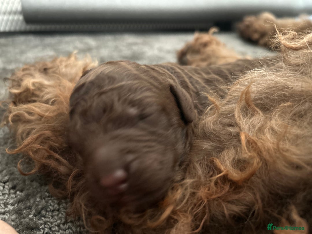 Bernedoodle dogs for sale: Bernedoodle x Labradoodle  - Image 2
