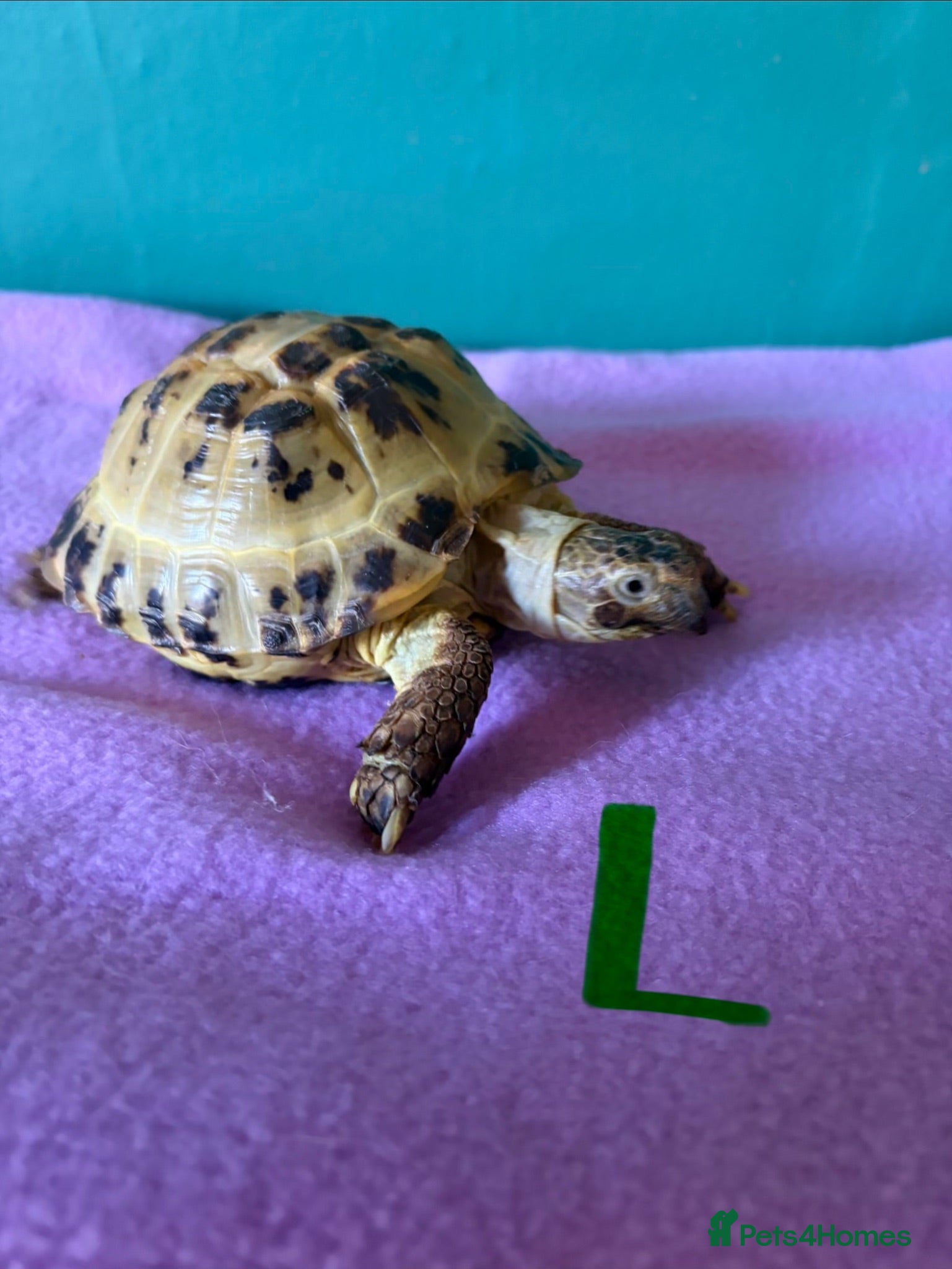 Tortoise reptiles 2 Horsefield Tortoises - Advert 9