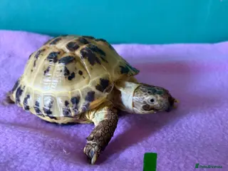 Tortoise reptiles 2 Horsefield Tortoises - Advert 1
