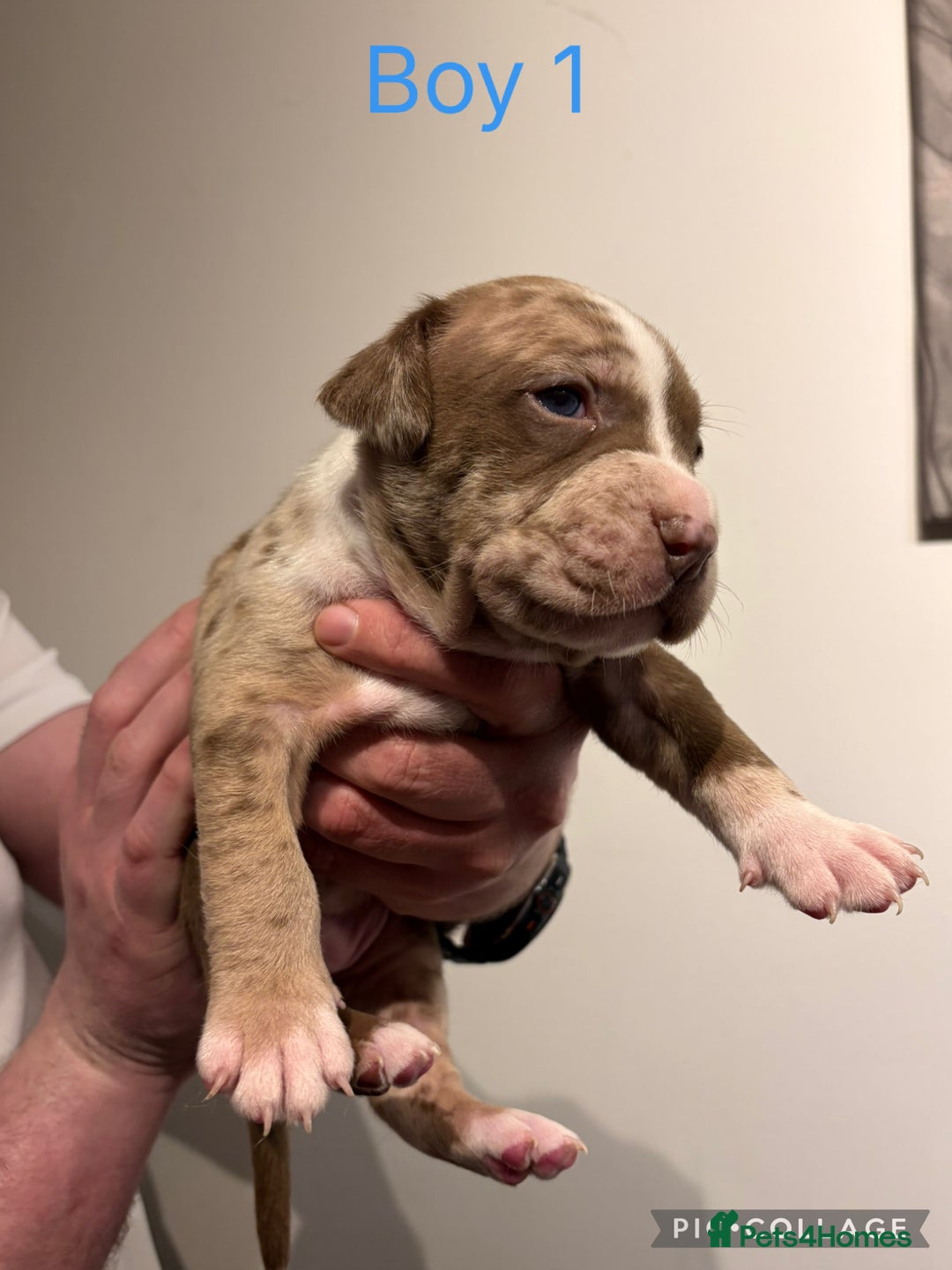 American Bully dogs for sale: Merle American Bully Puppy’s - Advert 1