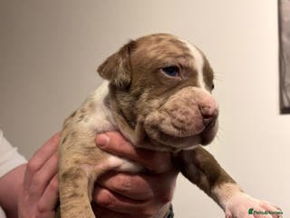 American Bully dogs Merle American Bully Puppy’s - Advert 6